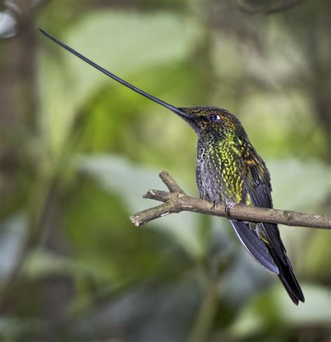 Sword-billed Hummingbird - Owen Deutsch Photography