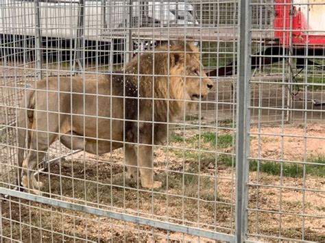 Italy: Escaped circus lion captured after seven-hour hunt among homes | World News | Metro News