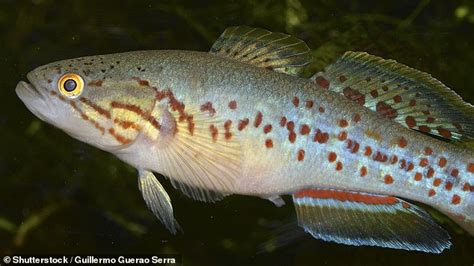 Extremely rare Southern Purple Spotted Gudgeon fish thought to be extinct in Australia | Daily ...