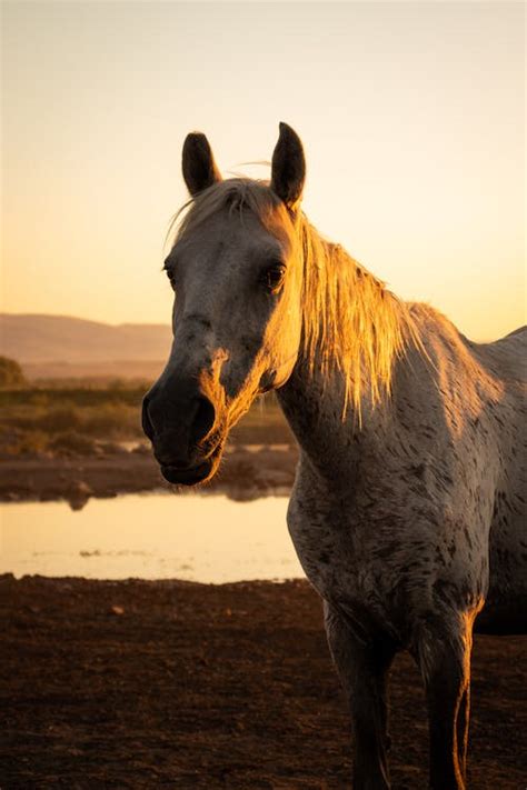 White Horse at Sunset · Free Stock Photo