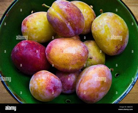 Green pottery bowl of freshly gathered Victoria plums Stock Photo - Alamy