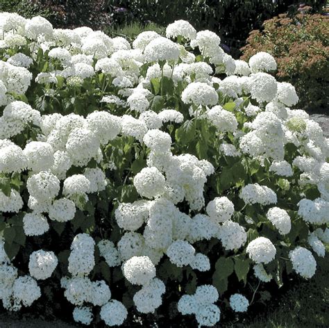 Chinese Snowball Viburnum Bush Vs Hydranga - Birds and Blooms