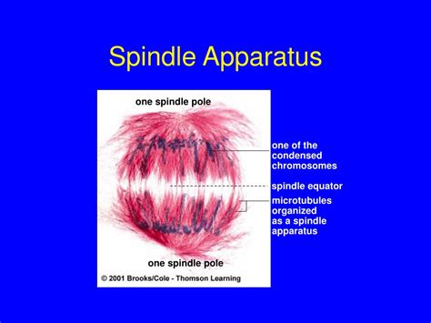 PPT - Cell Division and Mitosis PowerPoint Presentation, free download - ID:5784416