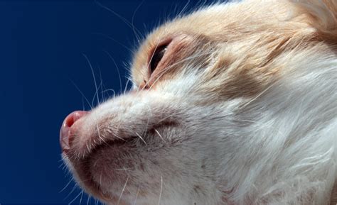 Why Do Dogs Have Whiskers on Their Cheeks? - Dog Discoveries