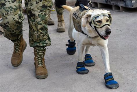 Turkey earthquake: Mexico sends its famed search and rescue dogs | The Ghana Report