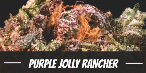 Purple Jolly Rancher Strain Review - I Love Growing Marijuana