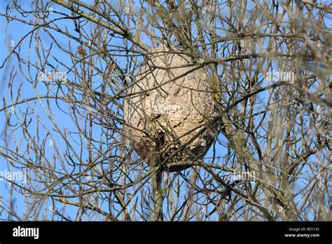 Vespa velutina nest hi-res stock photography and images - Alamy