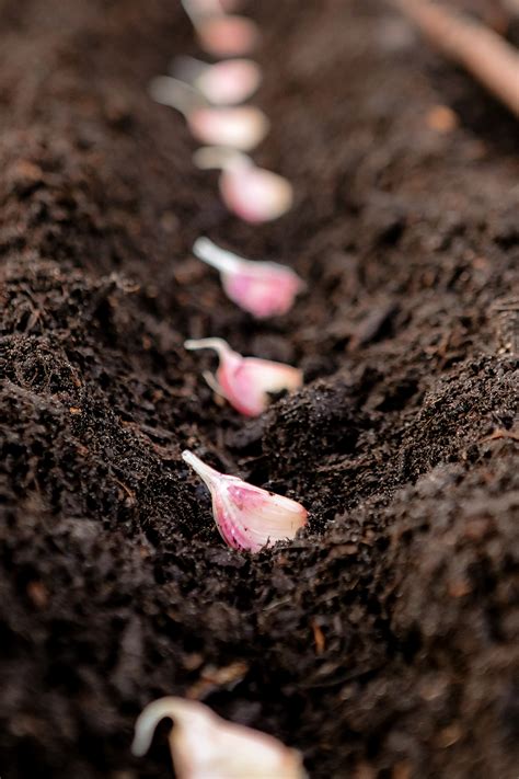 Tips for planting garlic cloves - Sugar Maple Farmhouse