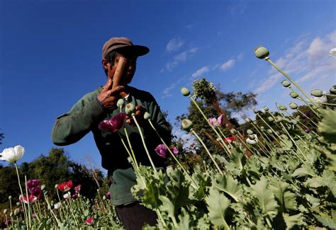 Myanmar’s junta failing to stop drug trafficking surge | FMT