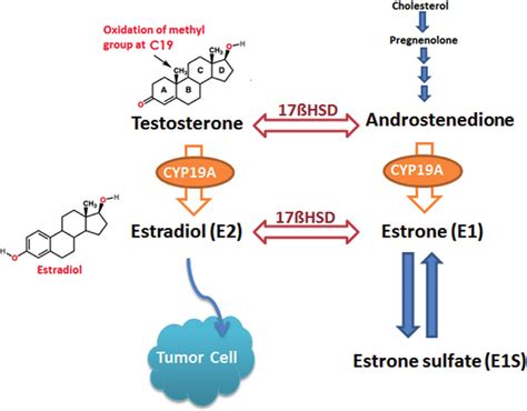 Role of aromatase in estrogen synthesis. | Download Scientific Diagram