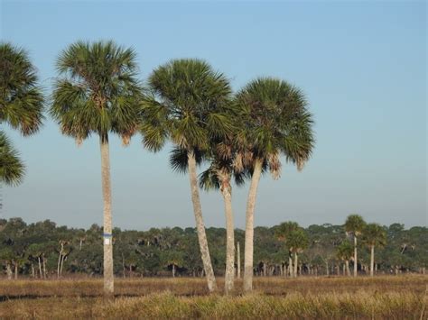 Sabal Palm [Sabal Palmetto] - How to Grow & Care - EcoCation