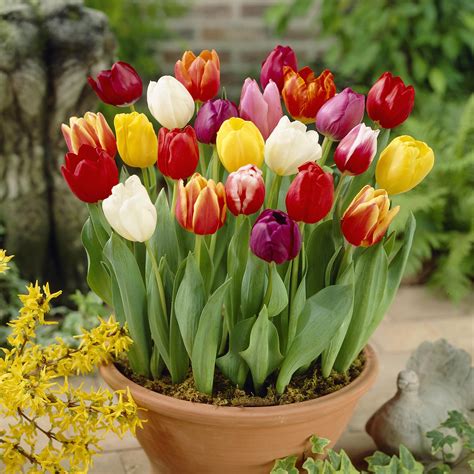 Complete Spring Flowering Bulb Collection - 300 bulbs in 7 varieties: Amazon.co.uk: Garden ...