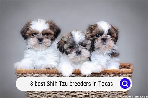 8 Best Shih Tzu Breeders In Texas (2024) - Oodle Life