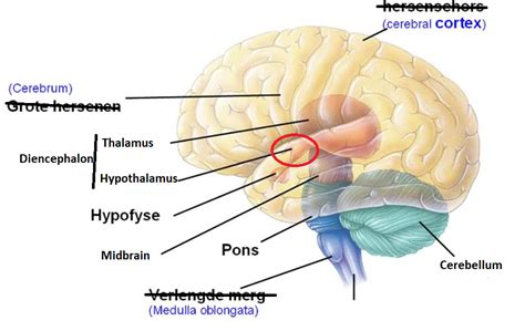 Hypothalamus | Brain for ai Wiki | Fandom