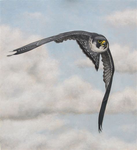 Peregrine Falcon. Oil on panel. 11 x 12 inches. by painterman33 on ...