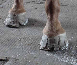 Horse Hoof and Horse Leg Problem Forum