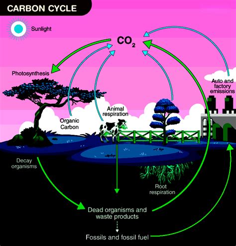 Understanding the Carbon Cycle: Definition, Steps, Diagram & Importance