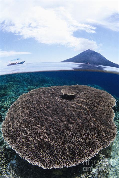 Indonesia, Coral Reef Photograph by Dave Fleetham - Printscapes - Fine Art America