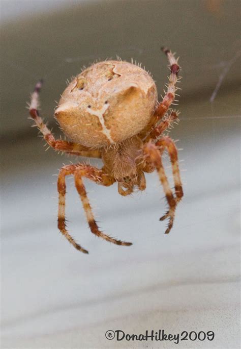 Cat-Faced Spider, Species Araneus gemmoides photo - Hilkey's Outdoor Images photos at pbase.com