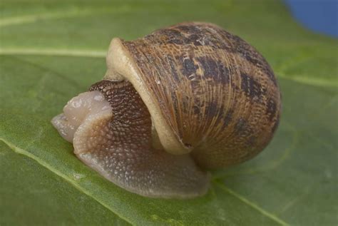 phylum mollusca and annelida - Biology 1407 with Gordy at San Jacinto College Central ...