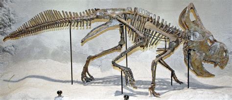 Protoceratops Skeleton