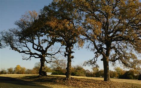 Post Oak in the Cross Timbers | Cross Timbers Urban Forestry Council