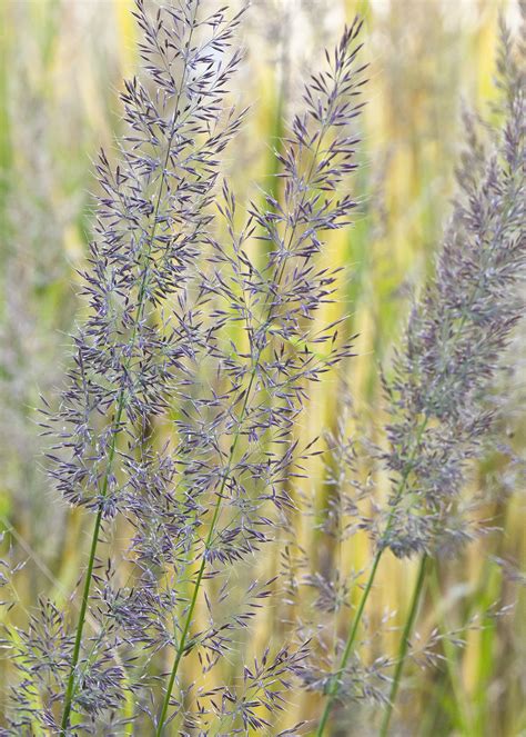 Korean Feather Reed Grass in 2021 | Feather reed grass, Ornamental grasses, Grass