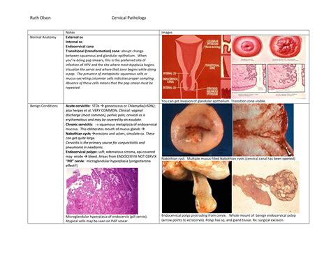 CERVIX