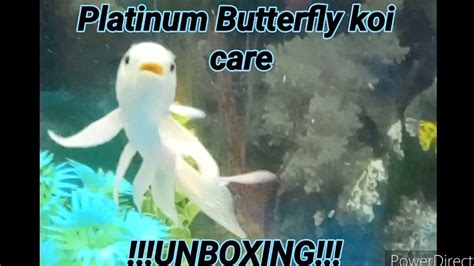 Platinum Butterfly koi care/unboxing - YouTube