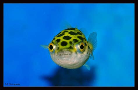 Green Spotted Puffer by MadeBroken626 on DeviantArt