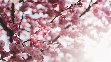 Cherry blossom tree, blossom, depth of field HD wallpaper | Wallpaper Flare