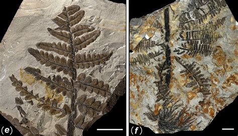 Volcanic Ash Fossils | Volcano Erupt