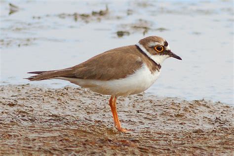 Colyton Wildlife: Great birds, lots of pics (Axe Estuary)