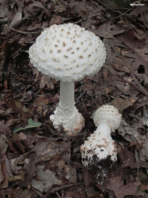 Amanita Muscaria Microdosing Guide - Guides Online