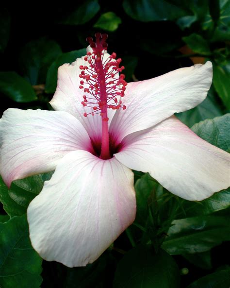 Romantic Flowers: Hawaiian Flowers