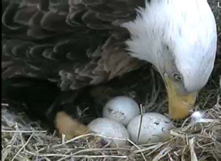 DECORAH IOWA EAGLE CAM It has been so much of an amazing discovery seeing the various ...