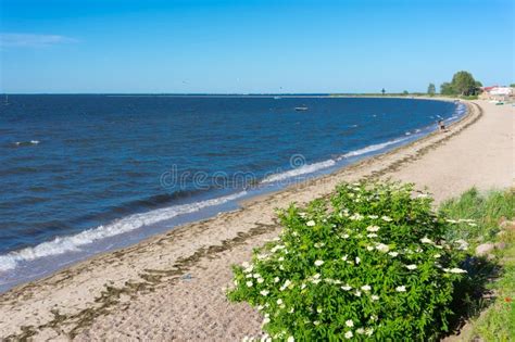 Rewa beach stock photo. Image of sand, plants, green - 41732016