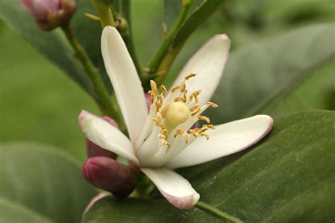 10 Neroli Hydrosol Skin Benefits | Orange Blossom Flower Water - beautymunsta - free natural ...