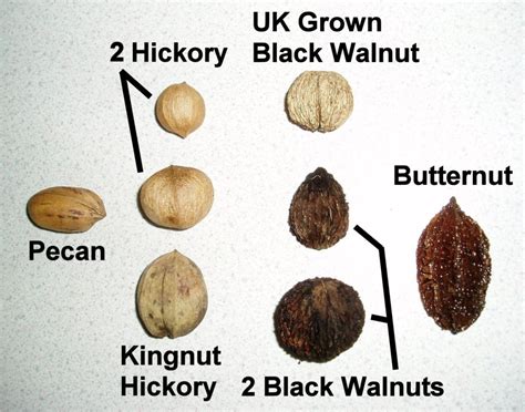 Typical Juglandaceae Nut Shells and Leaf Count for ID'ing - The BLOG of ...