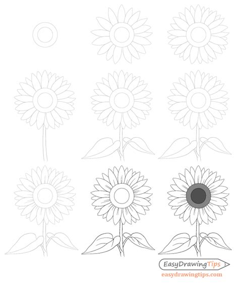 Sunflower Drawing / Sunflower Drawing Vector Art Icons And Graphics For ...