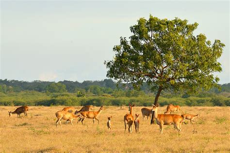 Baluran National Park: Java's Unique Savannah Wildlife - Indonesia Travel