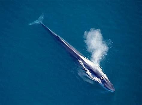 Fin whale Information and Picture | Sea Animals