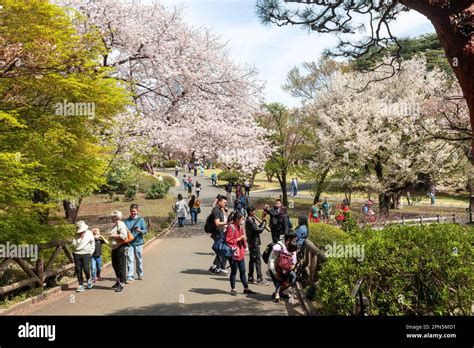 Tokyo Japan April 2023 cherry blossoms flowering locals and visitors in Shinjuku Gyoen park ...