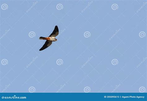 Male Amur Falcon stock image. Image of azialaquo, falcon - 205095615