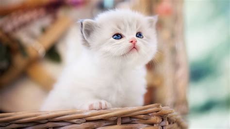 #1377132 cute, white, cat, 4k desktop wallpaper - Rare Gallery HD ...