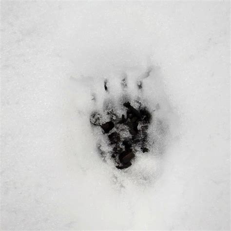 Badger footprint in snow © Stefan Czapski :: Geograph Britain and Ireland