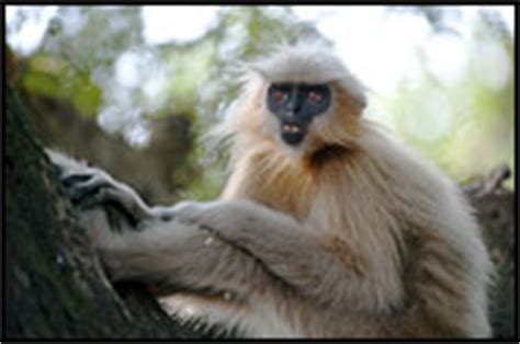 Travel Photo Gallery - Golden Langur, India