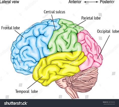 6 Anatomy Human Brain Areas Cerebral Cortex Anatomy Central Nervous System Location Convolutions ...