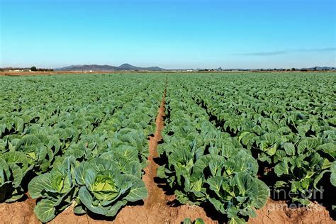 Cabbage Field Photograph by Robert Bales