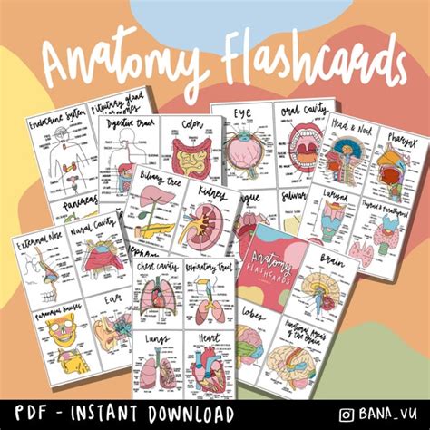 Anatomy Flashcards - Etsy